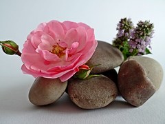 stones and bloom